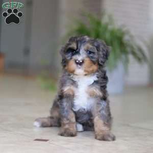 Trump, Mini Bernedoodle Puppy